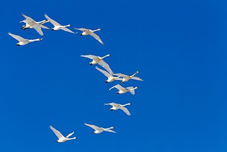 Photo of  birds flying from one place to another, to show their migration.