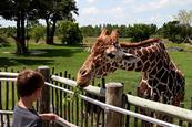 Photo of children at a zoo  or photo of animals in a zoo.