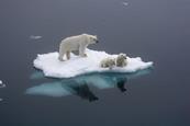 Polar bears floating on ice